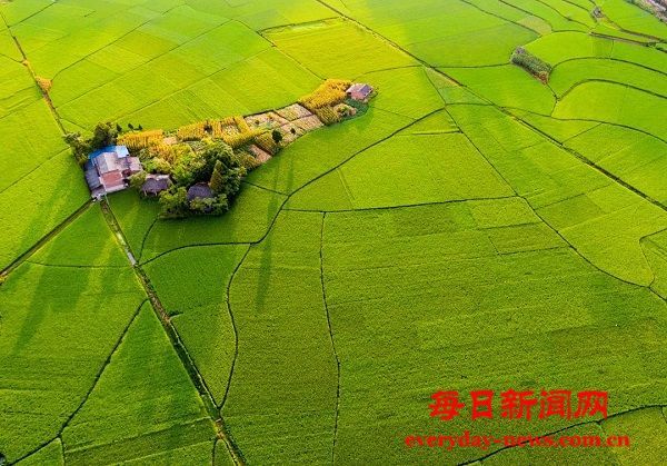 开江县：金稻千重浪  田城好“丰”光