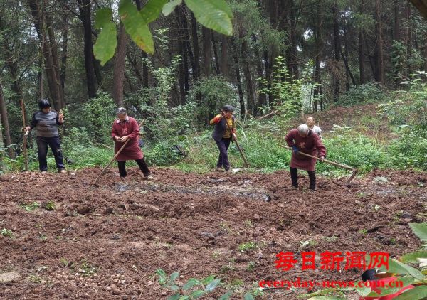 恩阳区雪山镇：魔芋产业喜获丰收，林下经济